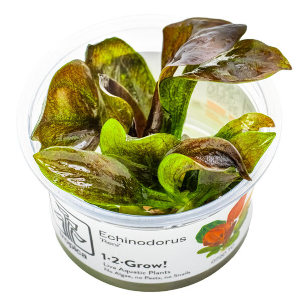 TC Echinodorus 'Reni'