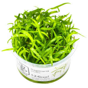 TC Sagittaria Subulata