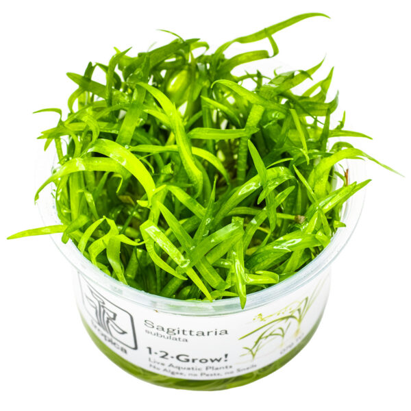 TC Sagittaria Subulata