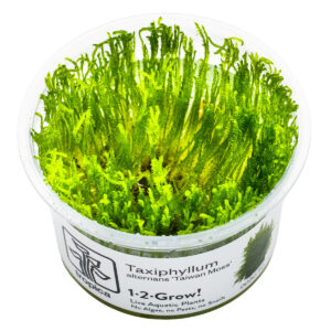 TC Taxiphyllum Taiwan Moss
