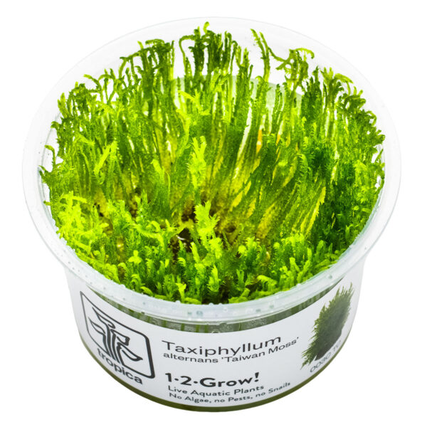 TC Taxiphyllum Taiwan Moss