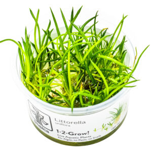 TC Littorella Uniflora