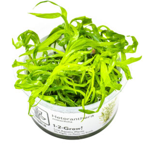TC Heteranthera Zosterifolia