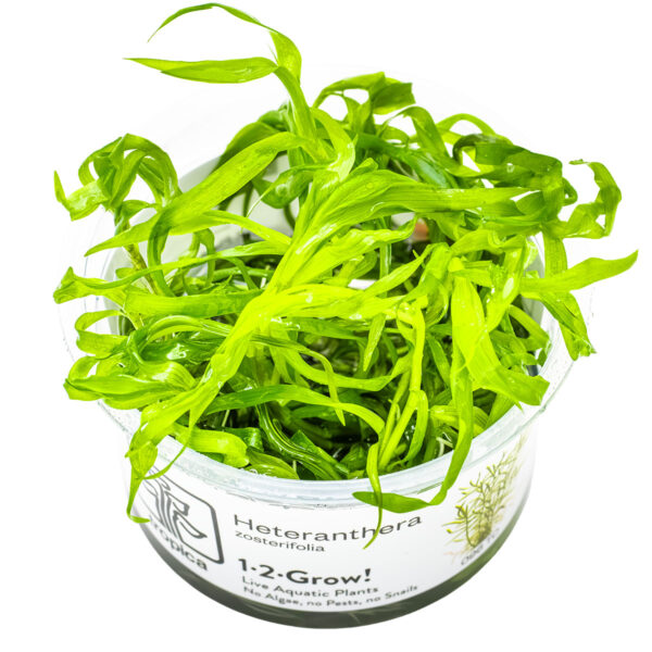 TC Heteranthera Zosterifolia