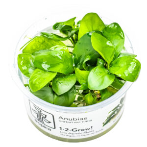 TC Anubias barteri var. nana