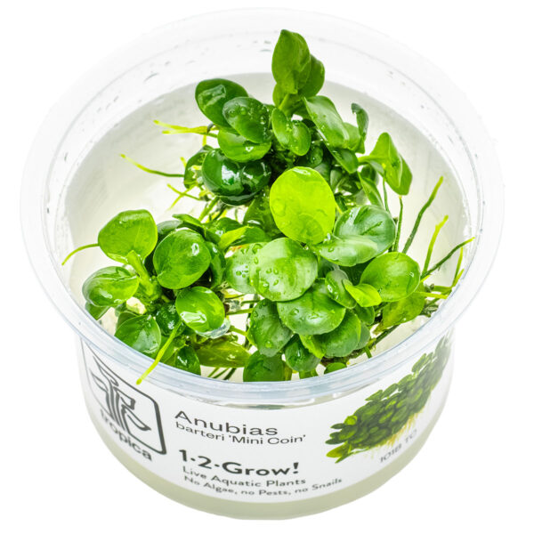 TC Anubias 'Mini Coin'