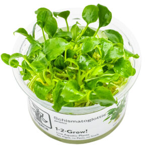 TC Schismatoglottis Prietoi