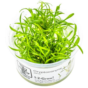 TC Cryptocoryne Parva
