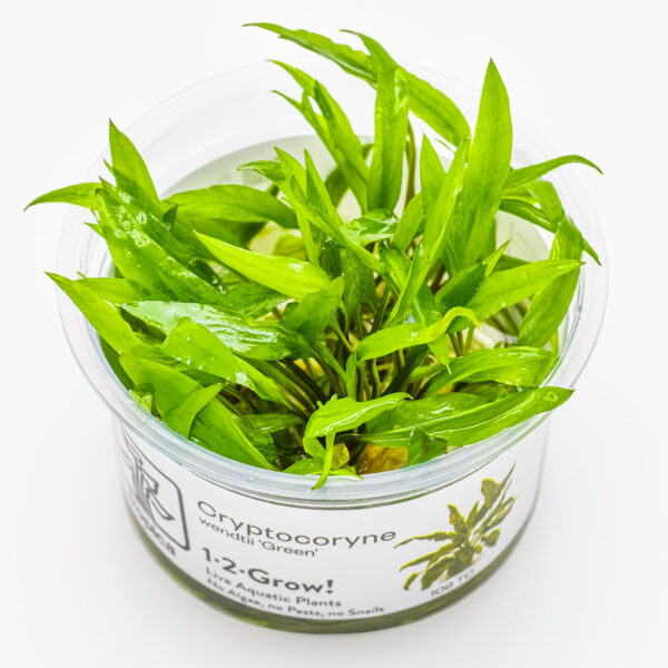TC Cryptocoryne Wendtii Green