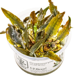 TC Cryptocoryne Wendtii 'Mi Oya'