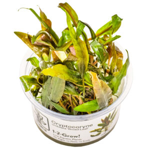 TC Cryptocoryne Undulatus  'Broad Leaf'