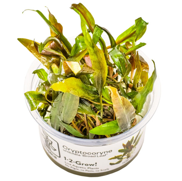TC Cryptocoryne Undulatus  'Broad Leaf'
