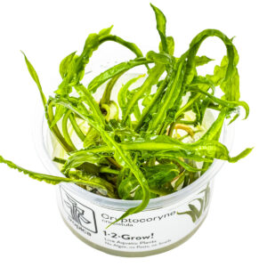 TC Cryptocoryne Crispatula