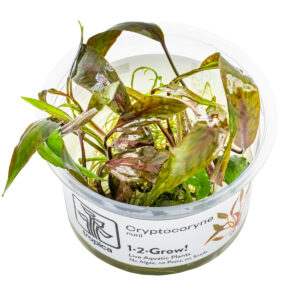 TC Cryptocoryne Nurii