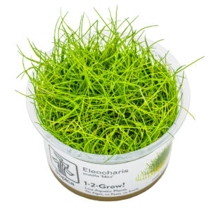 TC Eleocharis Pusilla