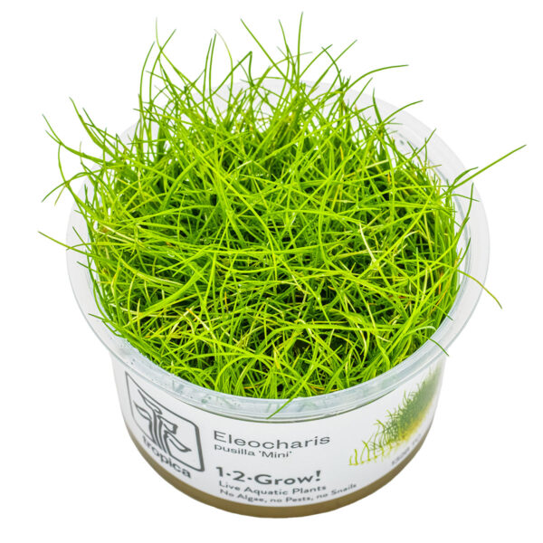 TC Eleocharis Pusilla