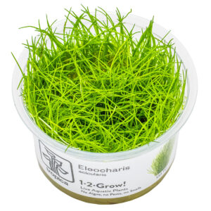 TC Eleocharis Acicularis