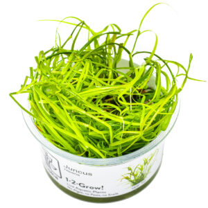 TC Juncus Repens