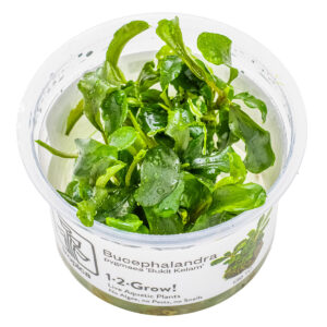TC Bucephalandra Pygmaea 'Bukit Kelam'