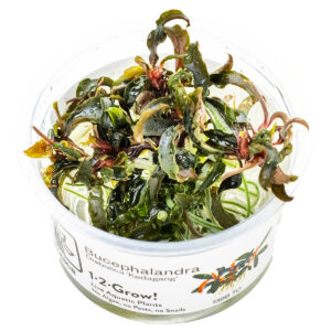 TC Bucephalandra ‘Kedagang’