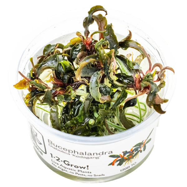 TC Bucephalandra ‘Kedagang’