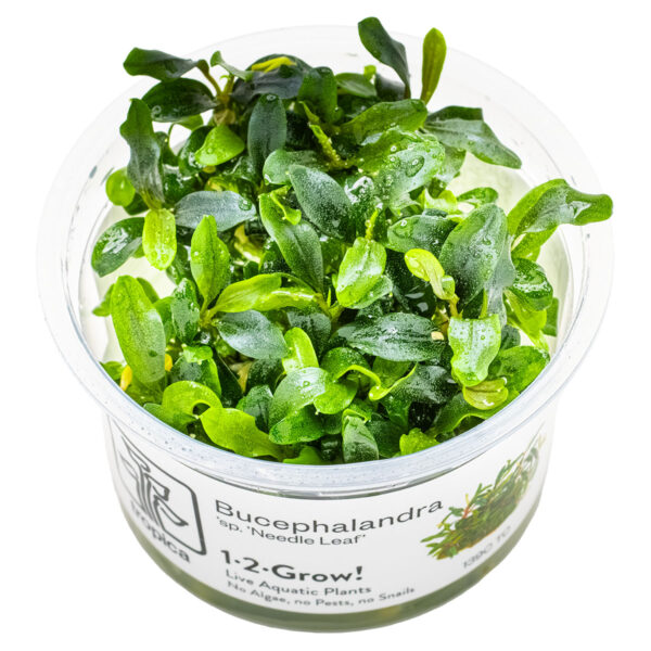 TC Bucephalandra sp. ’Needle Leaf’