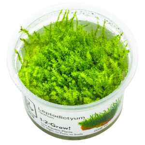 TC Leptodictyum Riparium