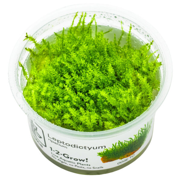 TC Leptodictyum Riparium