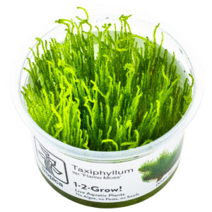 TC Taxiphyllum Flame