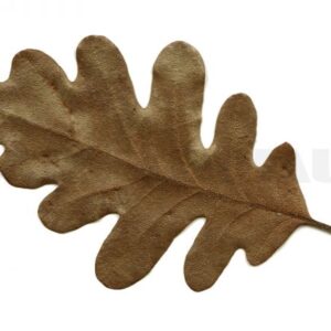 Eichenblätter,10 Stk.