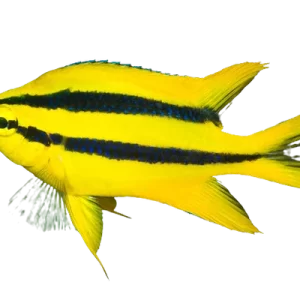 Black Mouth Bicolour Chromis