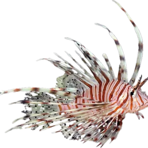 Miles Lionfish S