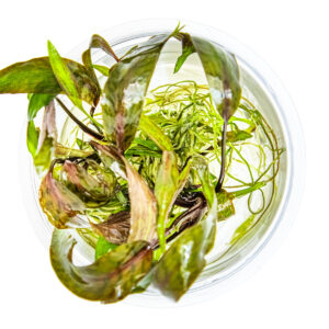 TC Cryptocoryne Nurii