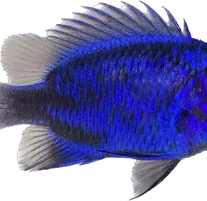 Springeri Damsel - Bali