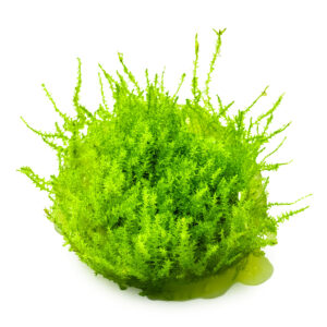 TC Leptodictyum Riparium