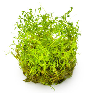 TC Proserpinaca Palustris 'Cuba'