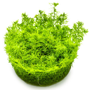 TC Myriophyllum Guyana