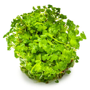 TC Hydrocotyle Tripartita