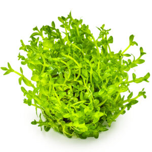 TC Bacopa Caroliniana