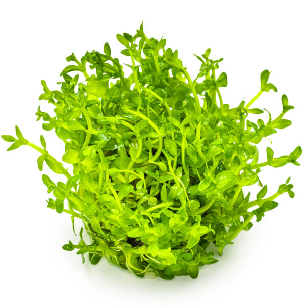 TC Bacopa Caroliniana