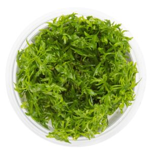 TC Limnophila Aquatica
