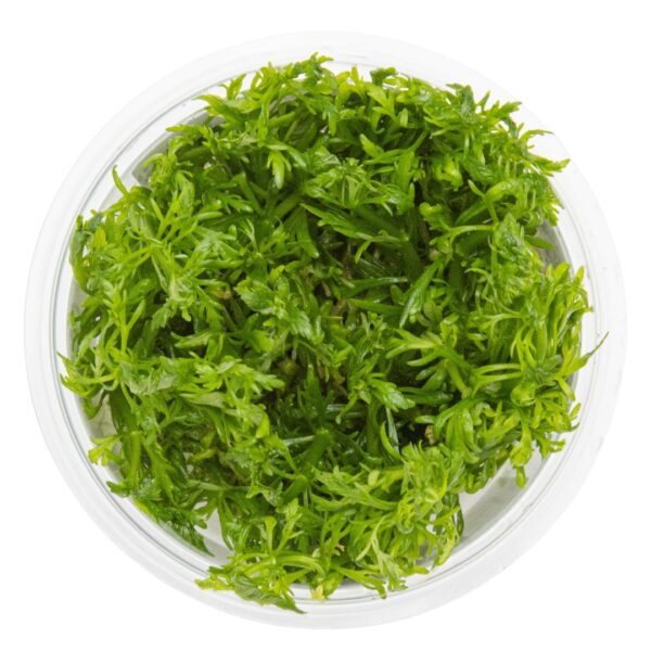 TC Limnophila Aquatica
