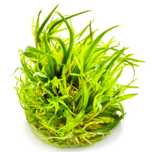 TC Blyxa Japonica