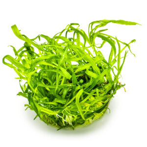 TC Helanthium Tenellum Green