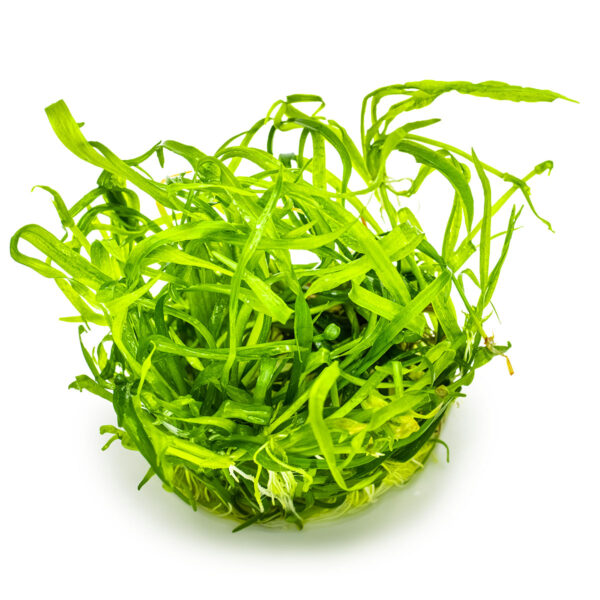 TC Helanthium Tenellum Green