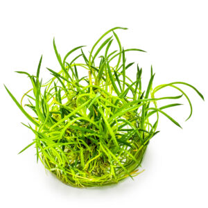 TC Littorella Uniflora