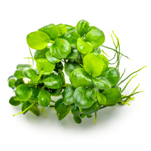 TC Anubias 'Mini Coin'