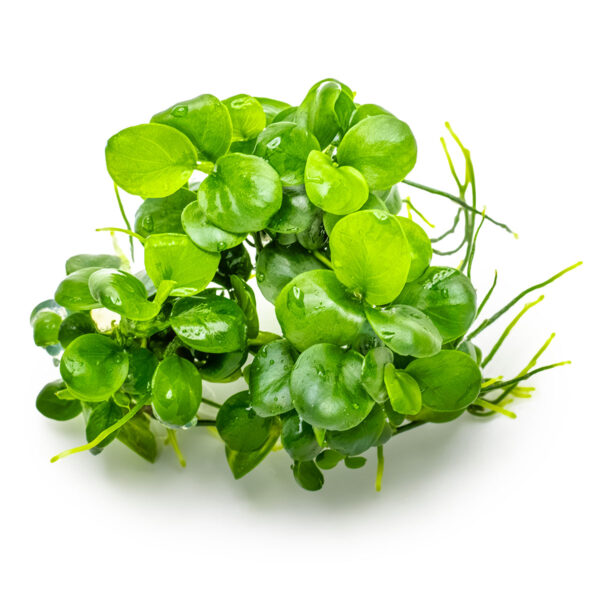 TC Anubias 'Mini Coin'