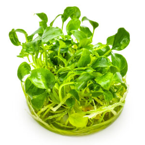 TC Schismatoglottis Prietoi