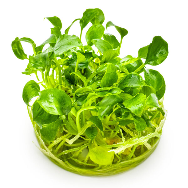 TC Schismatoglottis Prietoi